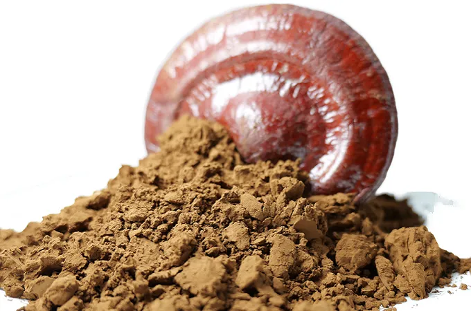 Ganoderma Lucidum Pulver 80 Mesh