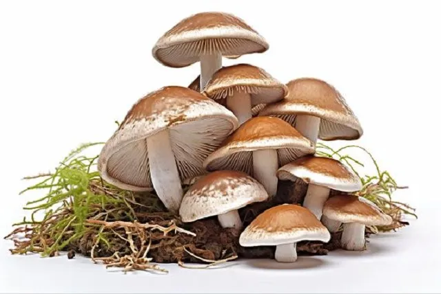 OEM-Lösungen für Nutrace utical Premix-Pulver decken eine Reihe von Gesundheits sektoren ab